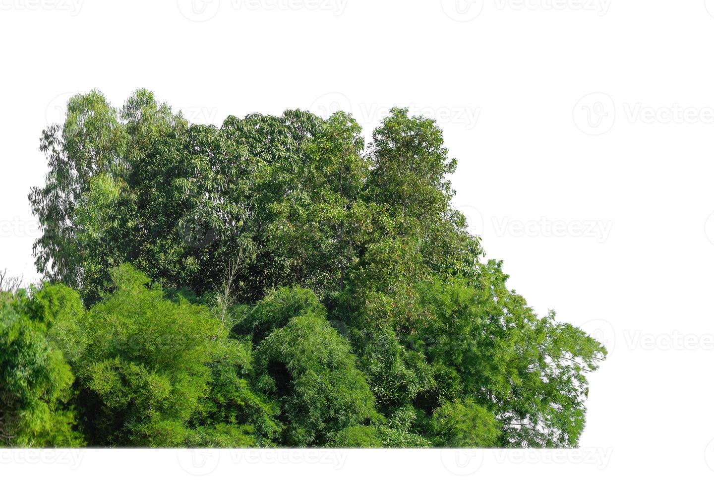 skog och lövverk i sommar isolerat på vit bakgrund foto