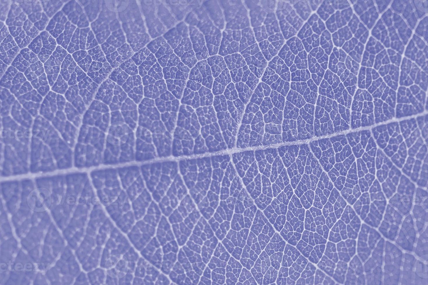 makro blad textur lila färgade med skön lättnad facture av växt, stänga upp makro Foto