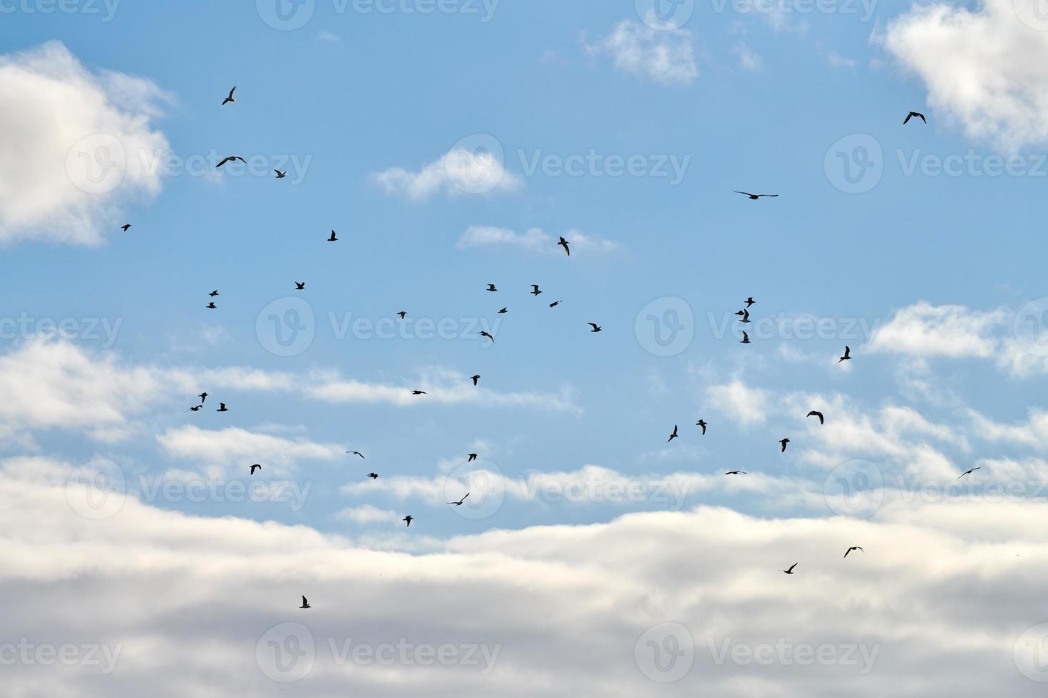 fåglar måsar flyger i blå himmel med vita fluffiga moln foto