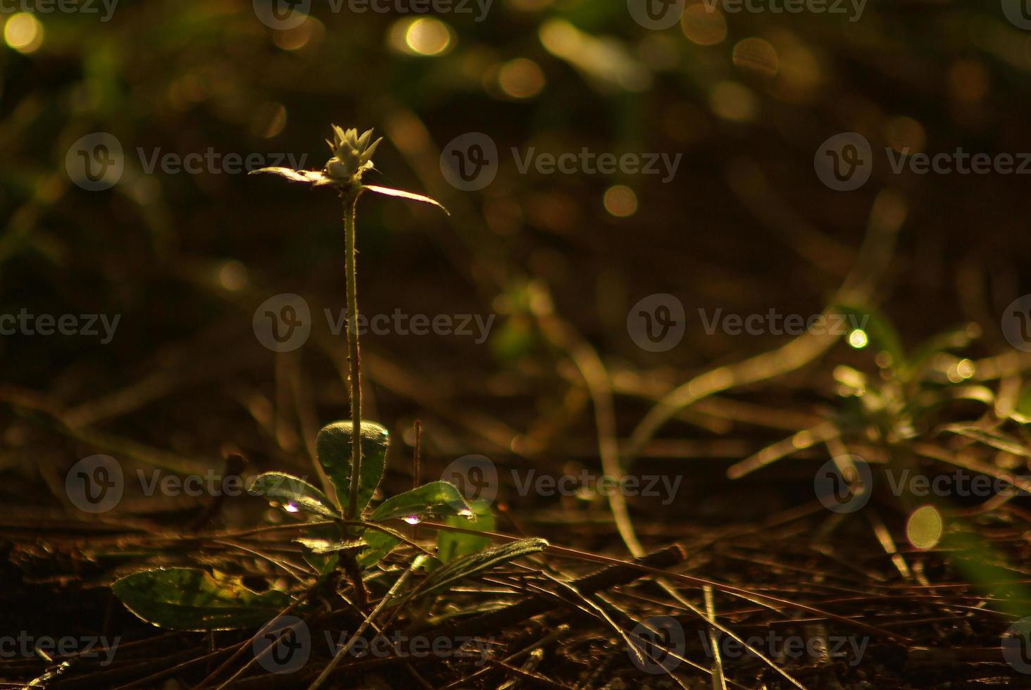 små ogräs blomma i de guld ljus i de morgon- foto