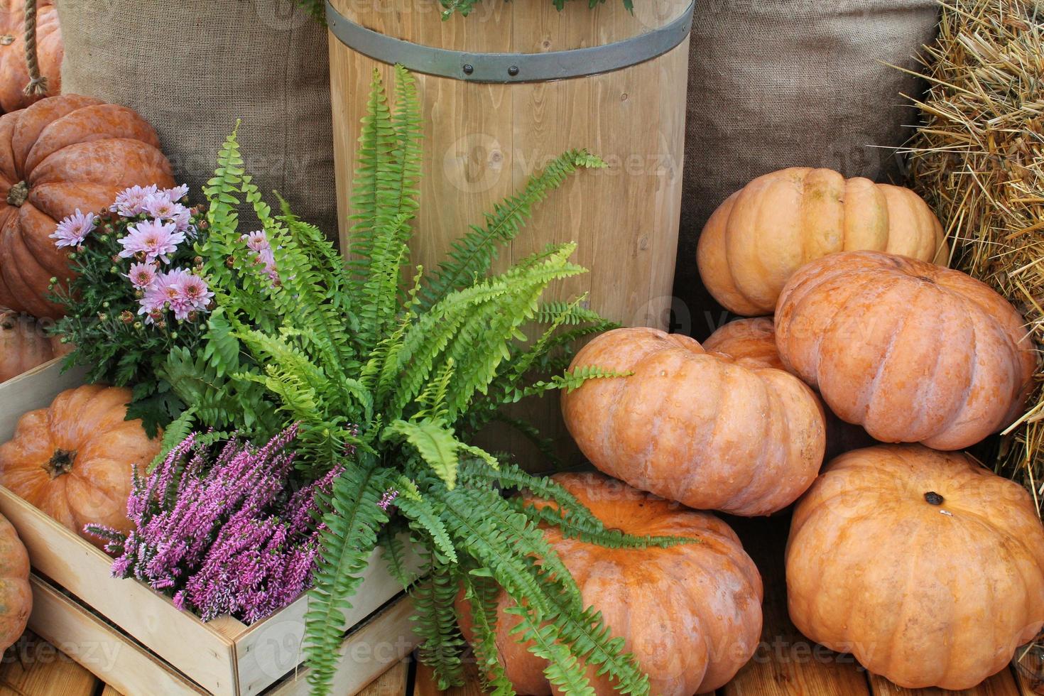 färgrik organisk pumpor och kalebasser på jordbruks rättvis. skörd höst tid begrepp. trädgård falla naturlig växt. tacksägelse halloween dekor. festlig bruka lantlig bakgrund. vegetarian mat. foto