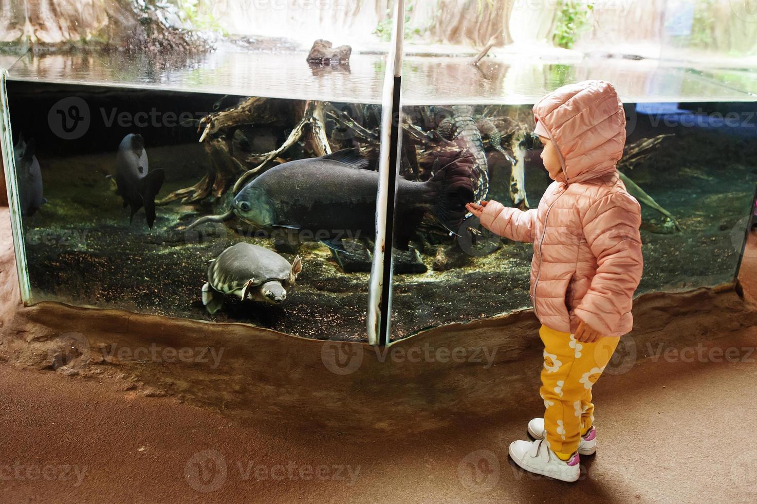 söt liten litet barn flicka besöker Zoo akvarium. foto
