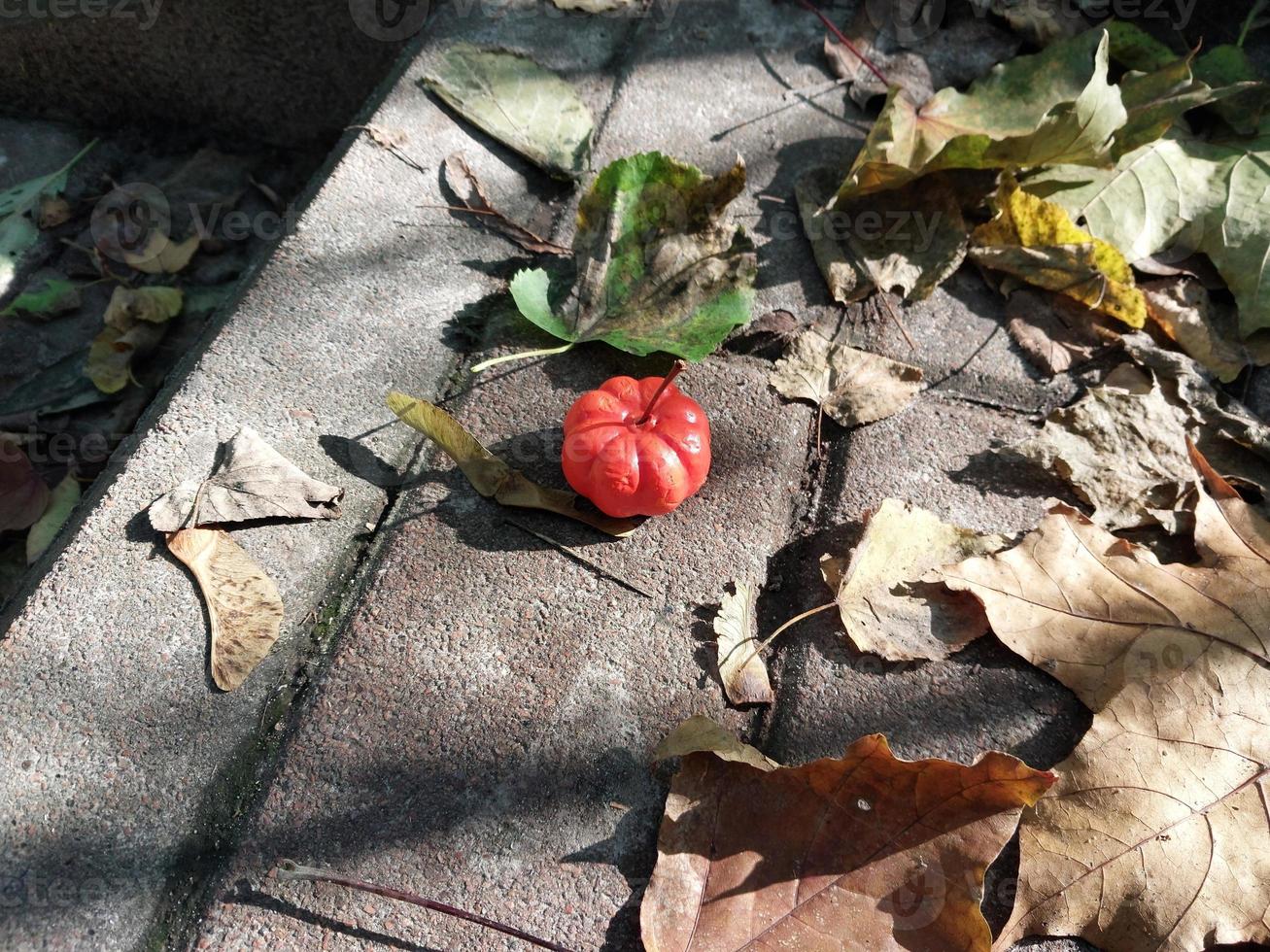 pumpa på de bakgrund av de höst skog i halloween foto