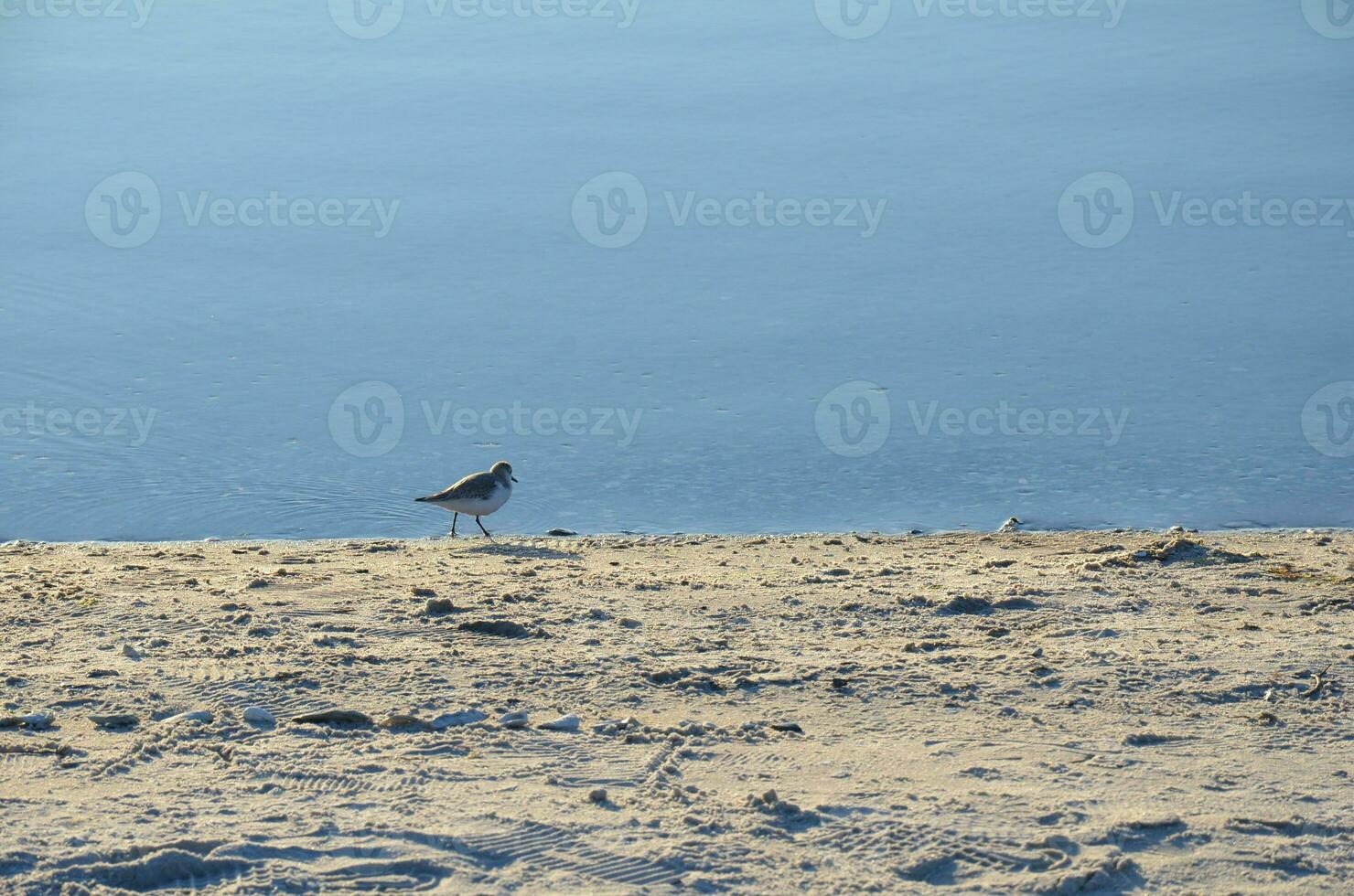 en sjö eller flod med Strand med sand och fåglar foto