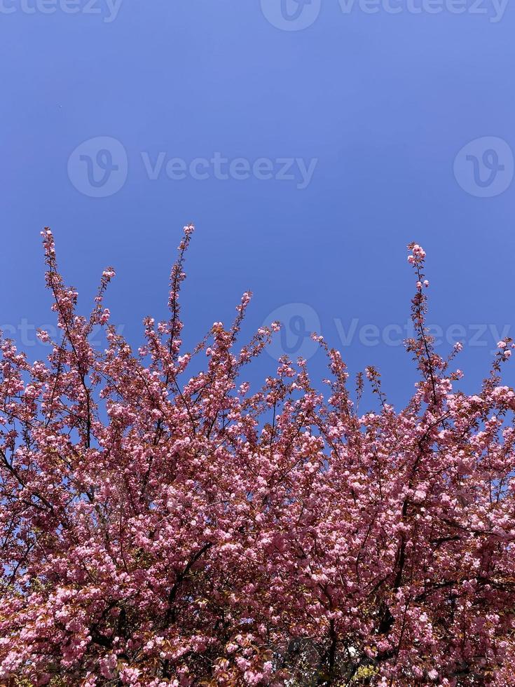 körsbär blomma krona. rosa blommor av en träd mot en blå himmel foto