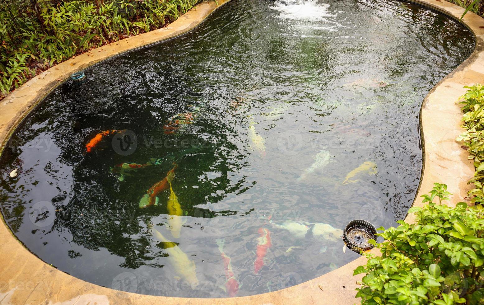 färgglada fancy karpar koi fisk i trädgårdsdamm foto