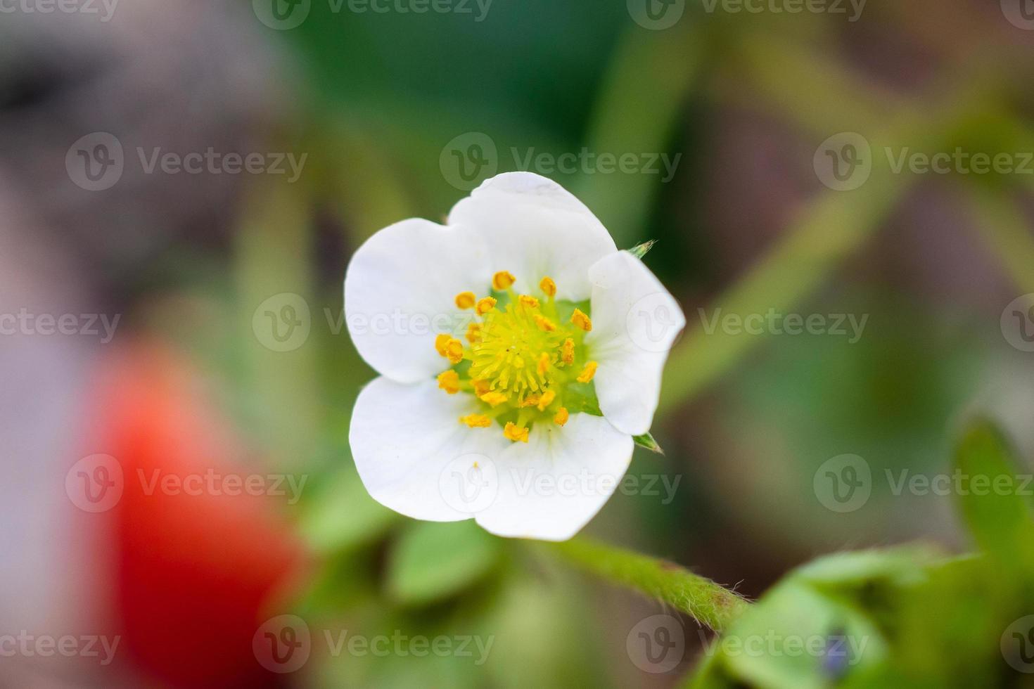 jordgubb blomma i organisk bruka trädgård foto