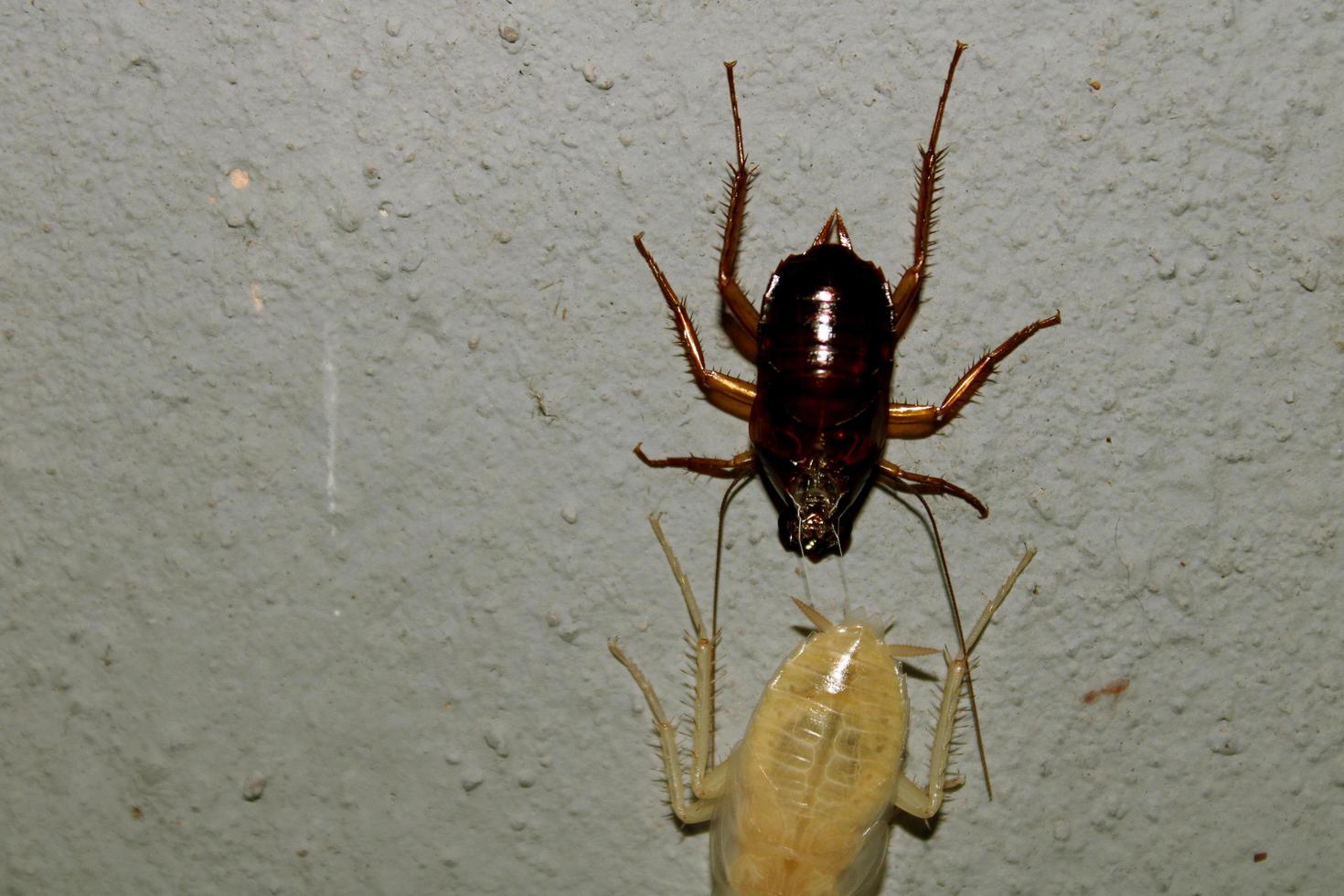 kackerlacka vänder röd hud till vit. foto