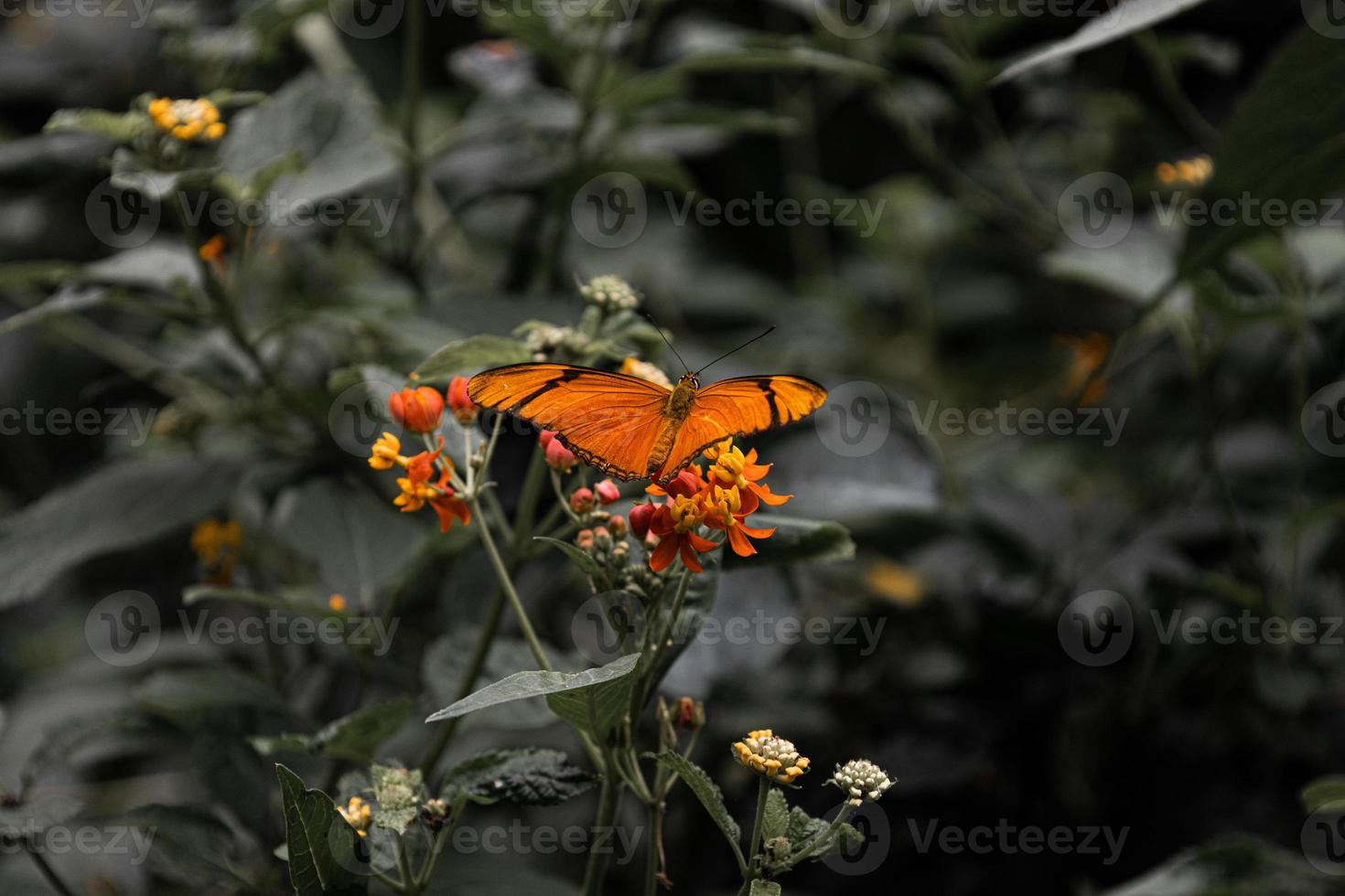 närbild skön fjäril i en sommar trädgård foto