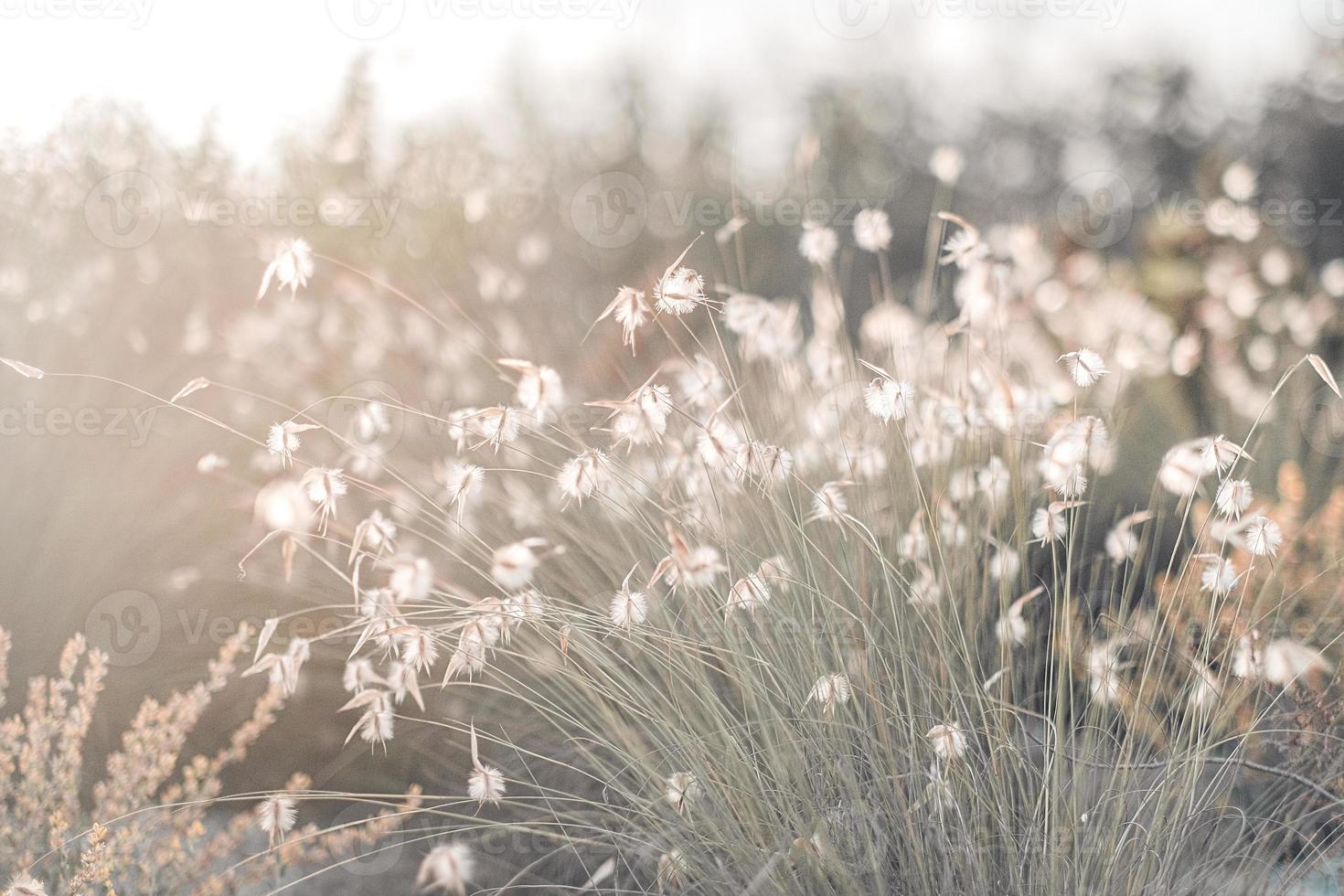 gul gyllene vass i de fält. ljus naturlig bakgrund med solnedgång. selektiv mjuk fokus av torr gräs, vass blåser i de vind på gyllene solnedgång ljus foto