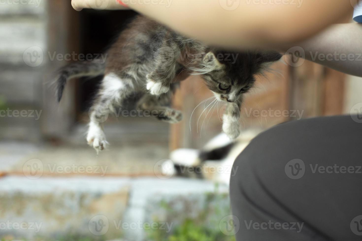 hand plockar upp kattunge på gata. flicka plockar upp hemlös kattunge. foto