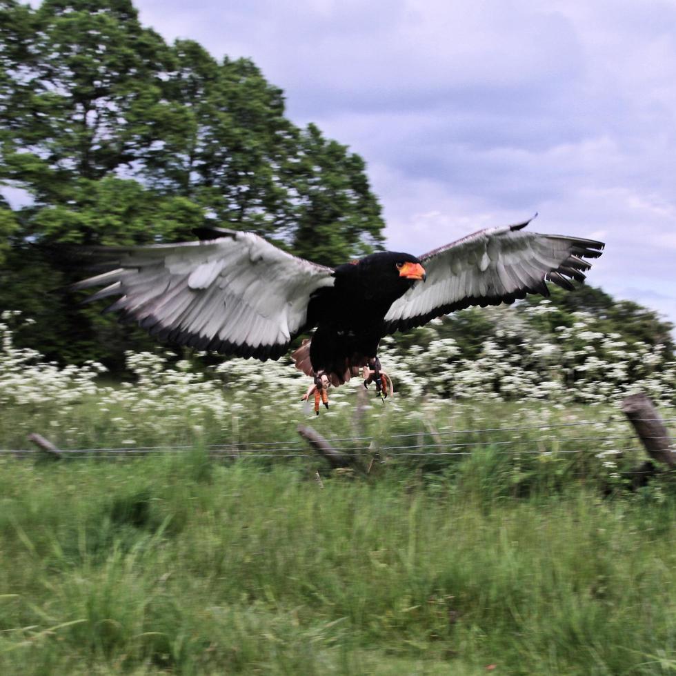 en se av en bateleur Örn foto