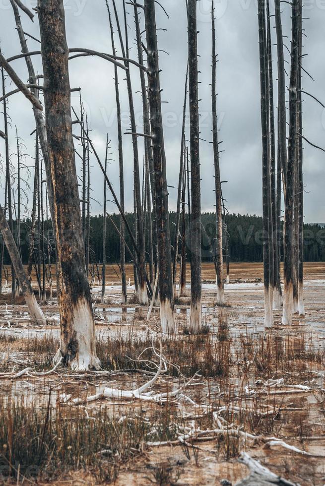 se av död- träd i grumlig vatten mitt i geotermisk landskap på nationell parkera foto