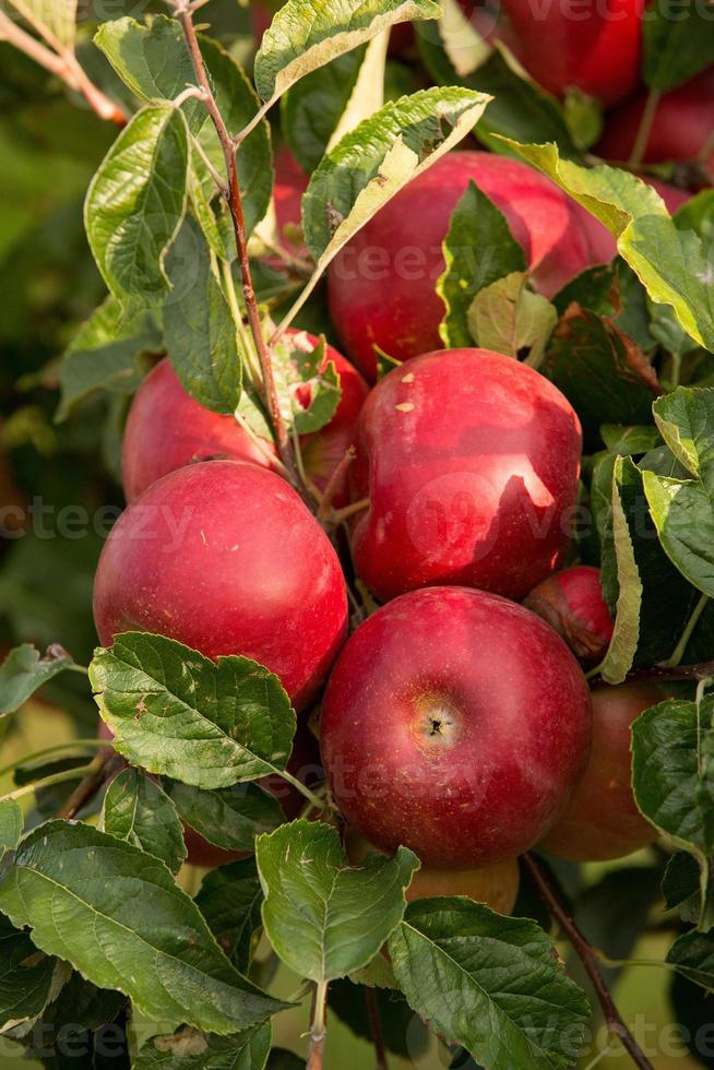 färsk äpplen från de fruktträdgård. äpple skörda redo till vara plockade från de fruktträdgård i de republik av moldavien. foto