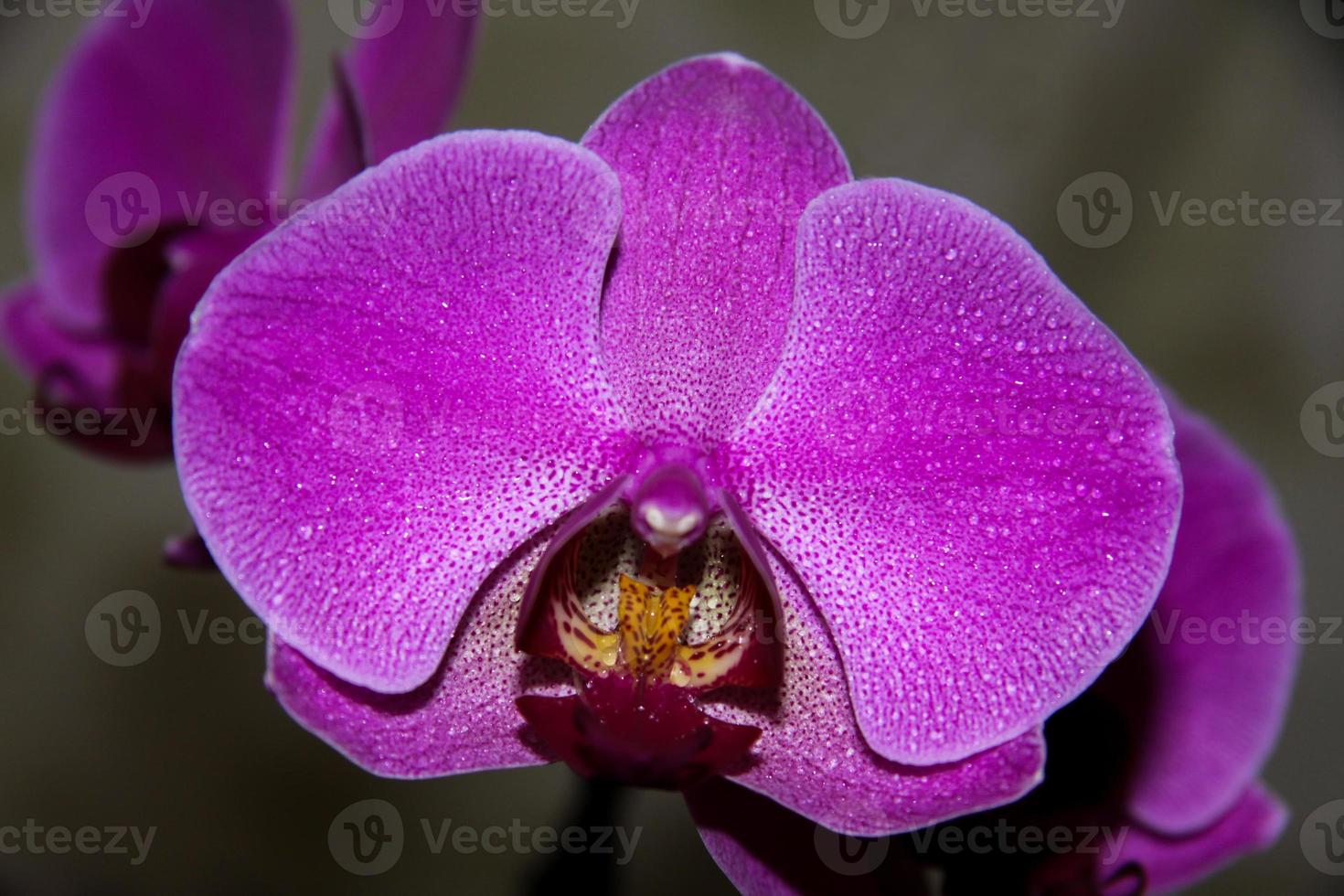 lila phalaenopsis orkide blomma, phalaenopsis lila phalaenopsis blommor på de höger. den är känd som fjäril orkide. selektiv fokus. foto