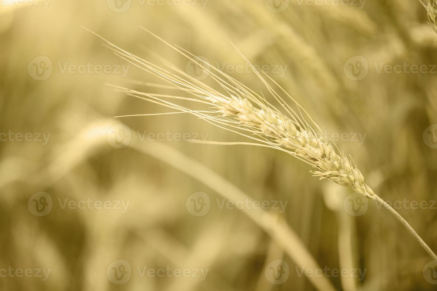 korn vete fält natur bakgrund foto