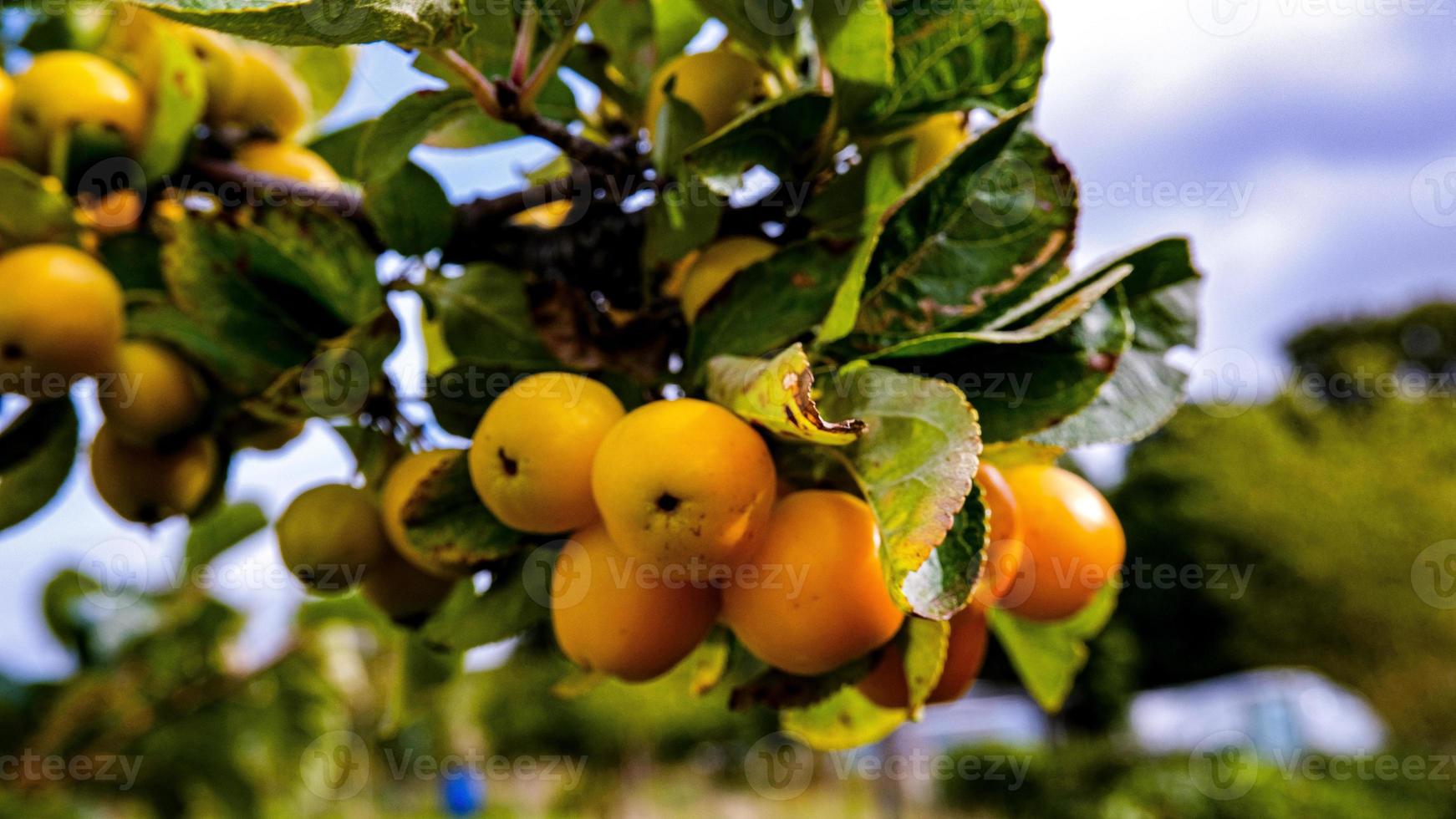 höst frukt på en träd foto
