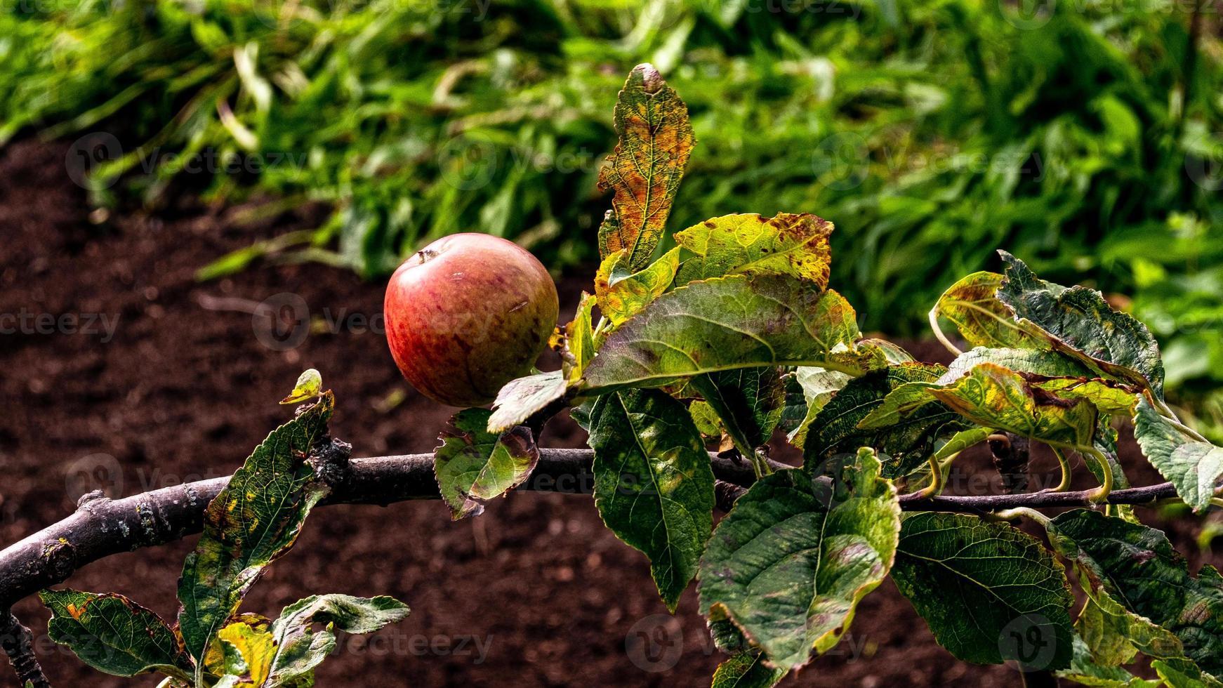 vild äpple, höst fotografi foto