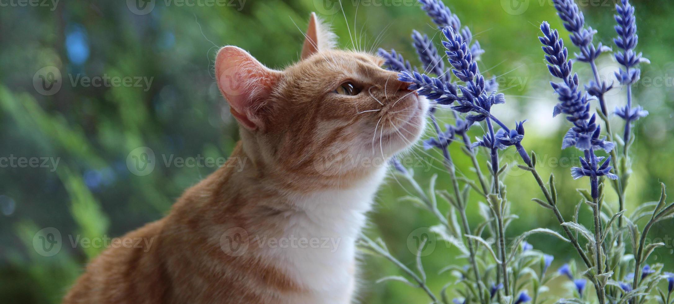 katt och lavendel- blomma bakgrund foto