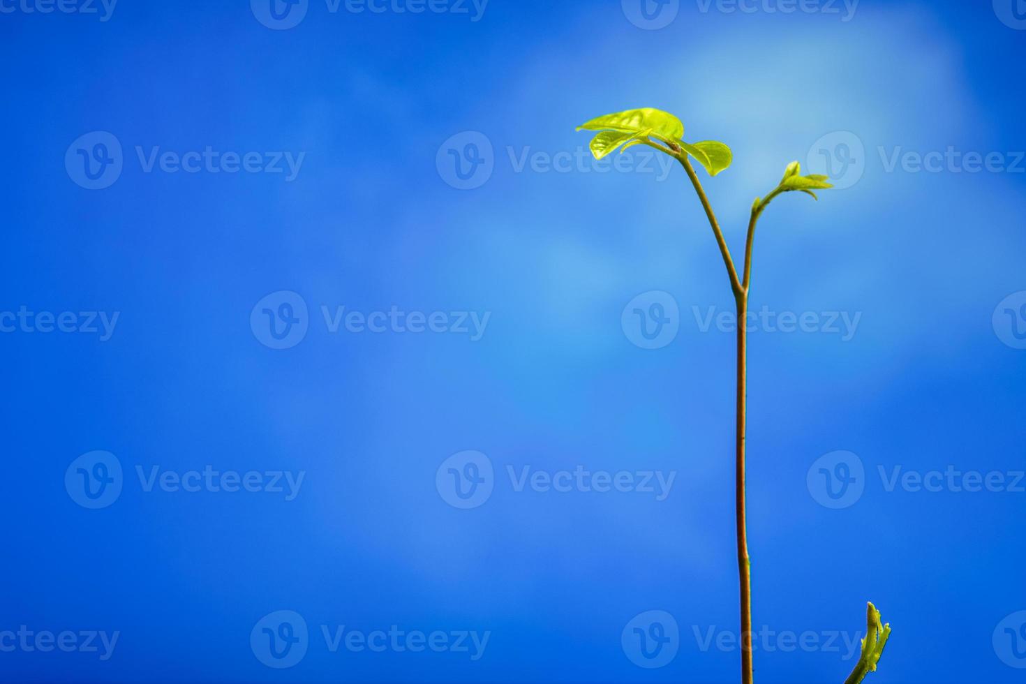 knoppblad av ung växt sådd och klarblå himmel foto