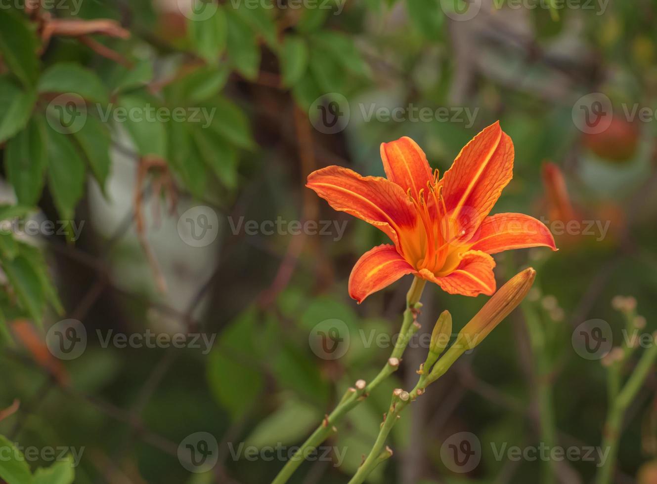 närbild av skön, vibrerande, orange tiger lilja blomma i sommar foto