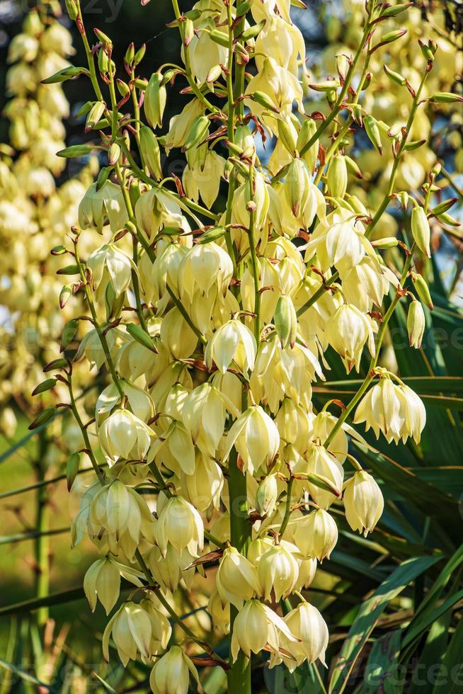 yucca är en filiform, blomning handflatan träd med många vit blommor. blommor av Slovakien, nitra. foto