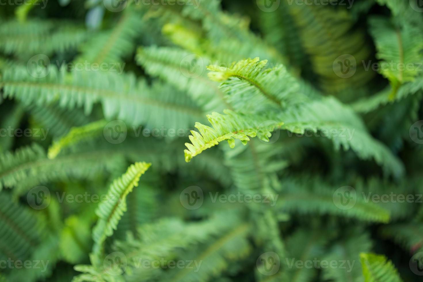 grön ormbunke löv naturlig bakgrund foto