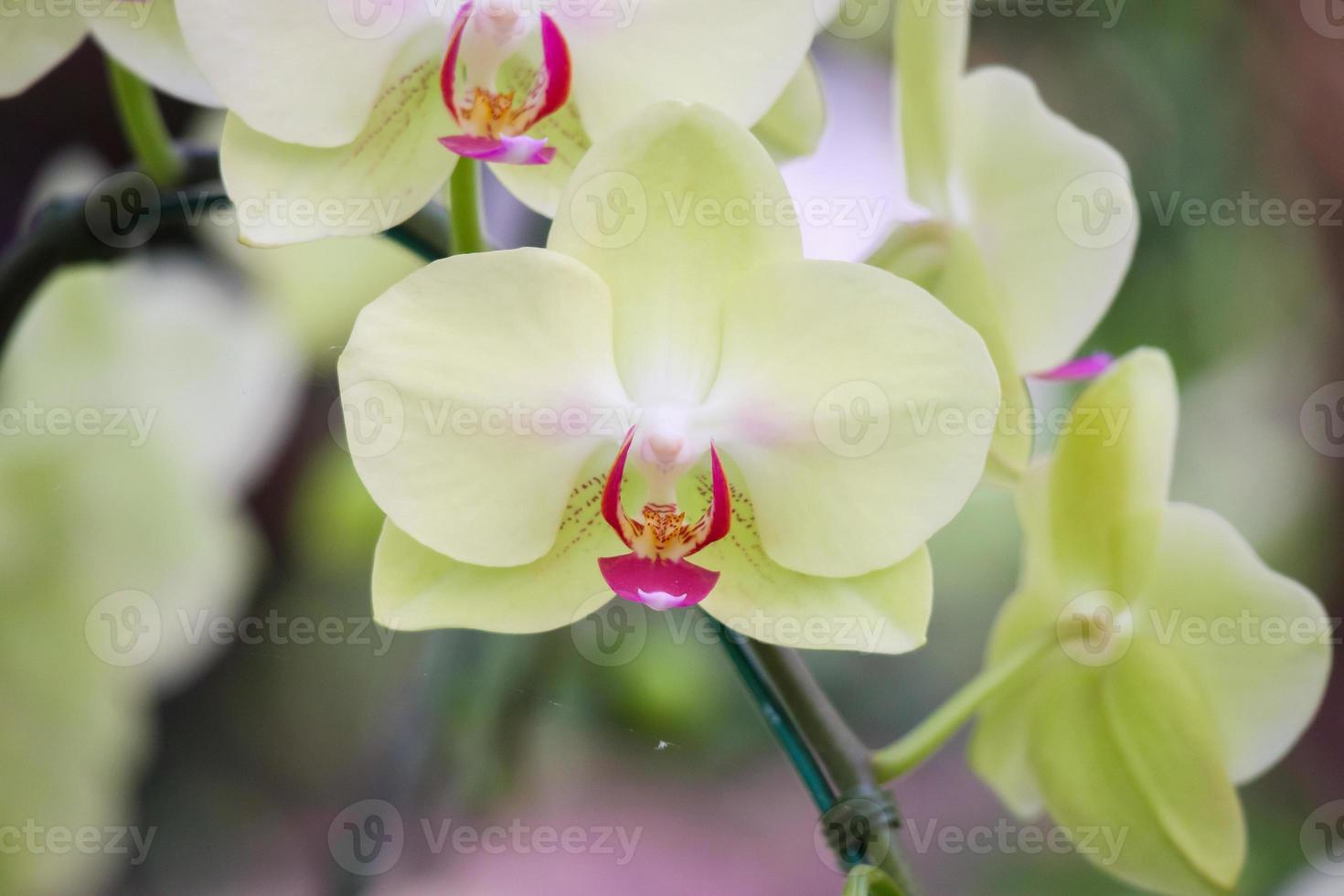 skön phalaenopsis orkide blomma blomning i trädgård blommig bakgrund foto