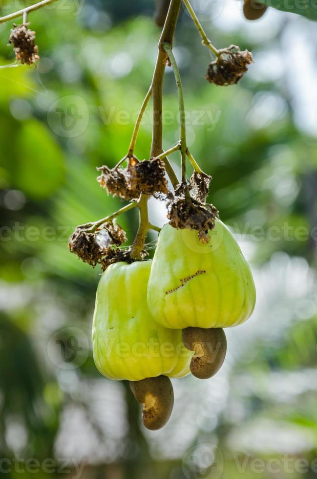 organisk kasju frukt mogen på de kasju träd i naturlig trädgård foto