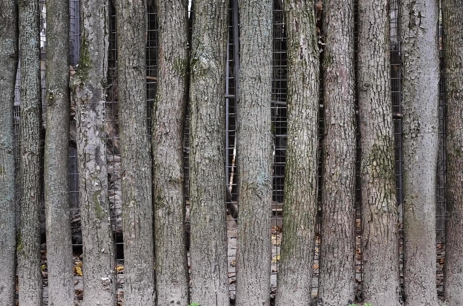 de textur av trä- staket foto