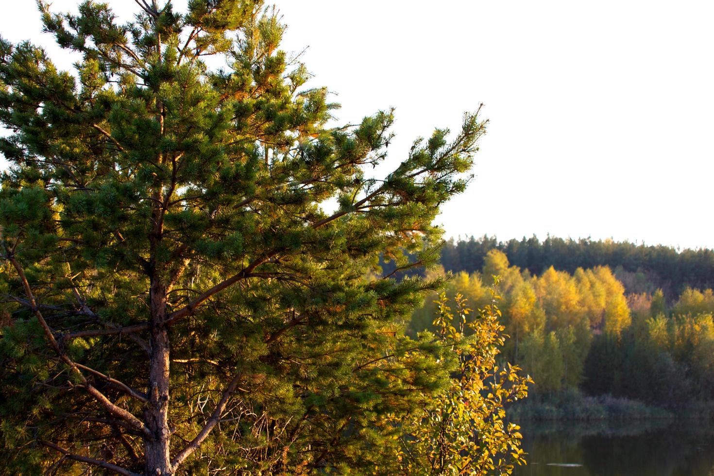 höst skog vy foto