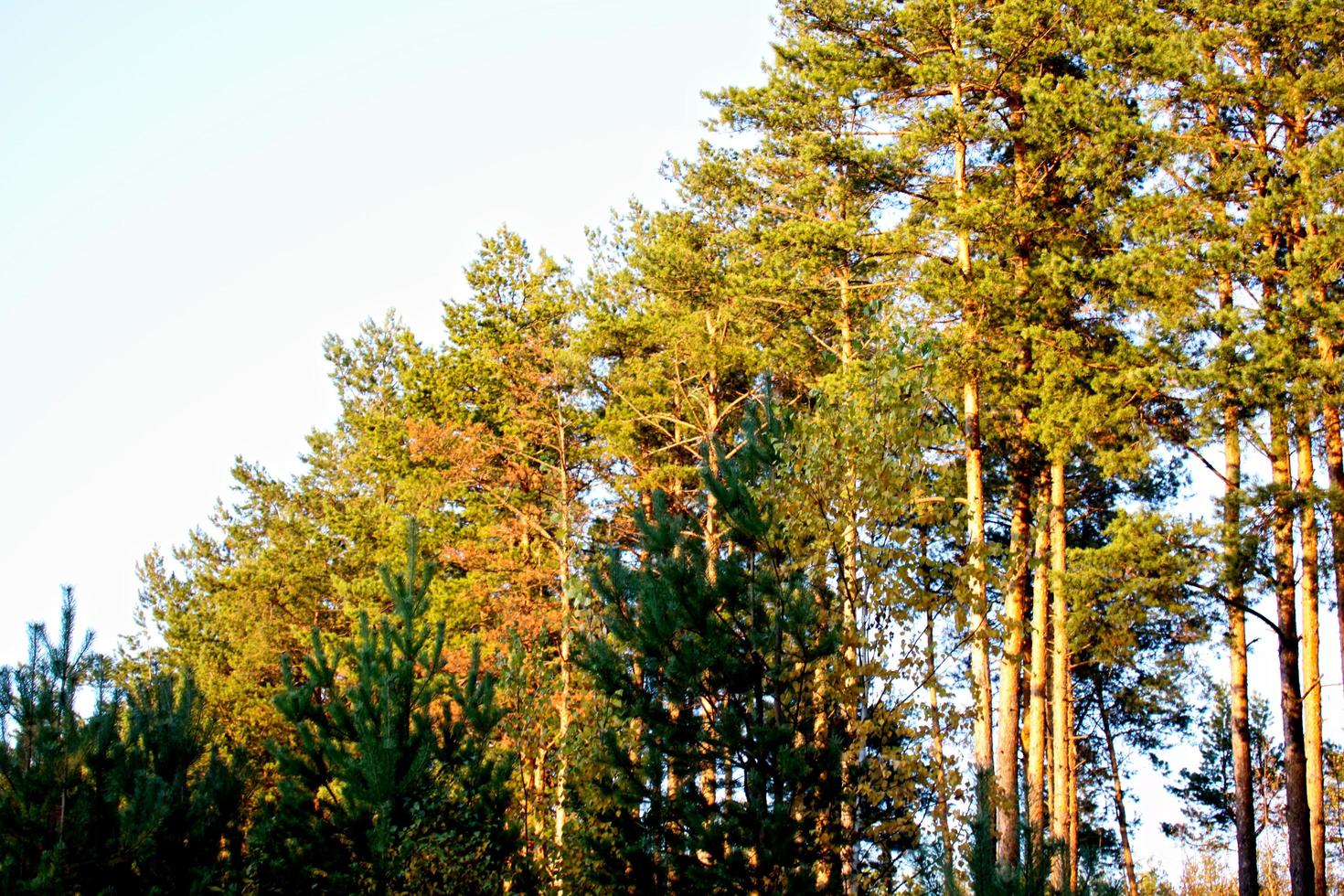 höst skog vy foto