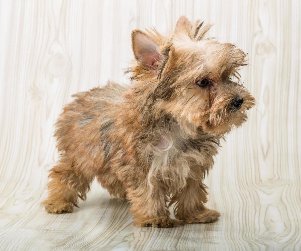 yorkshire terrier hund foto