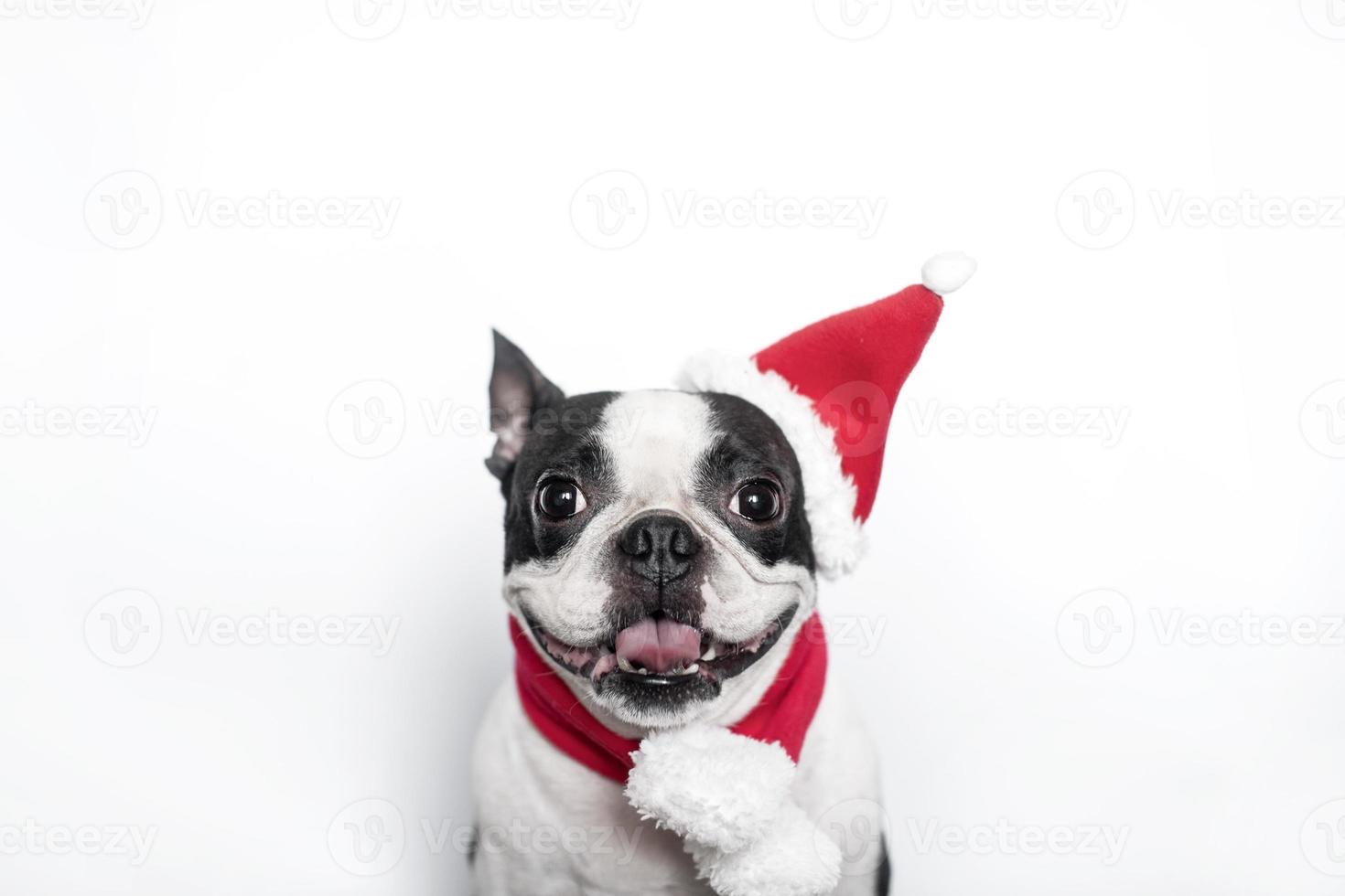 en Lycklig och glad boston terrier i en santa claus hatt och scarf ler och pinnar ut hans tunga på en vit bakgrund. de begrepp av ny år och jul. foto