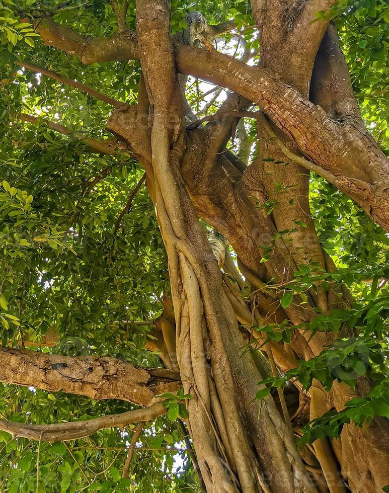 enorm skön ficus maxima fikon träd playa del carmen Mexiko. foto