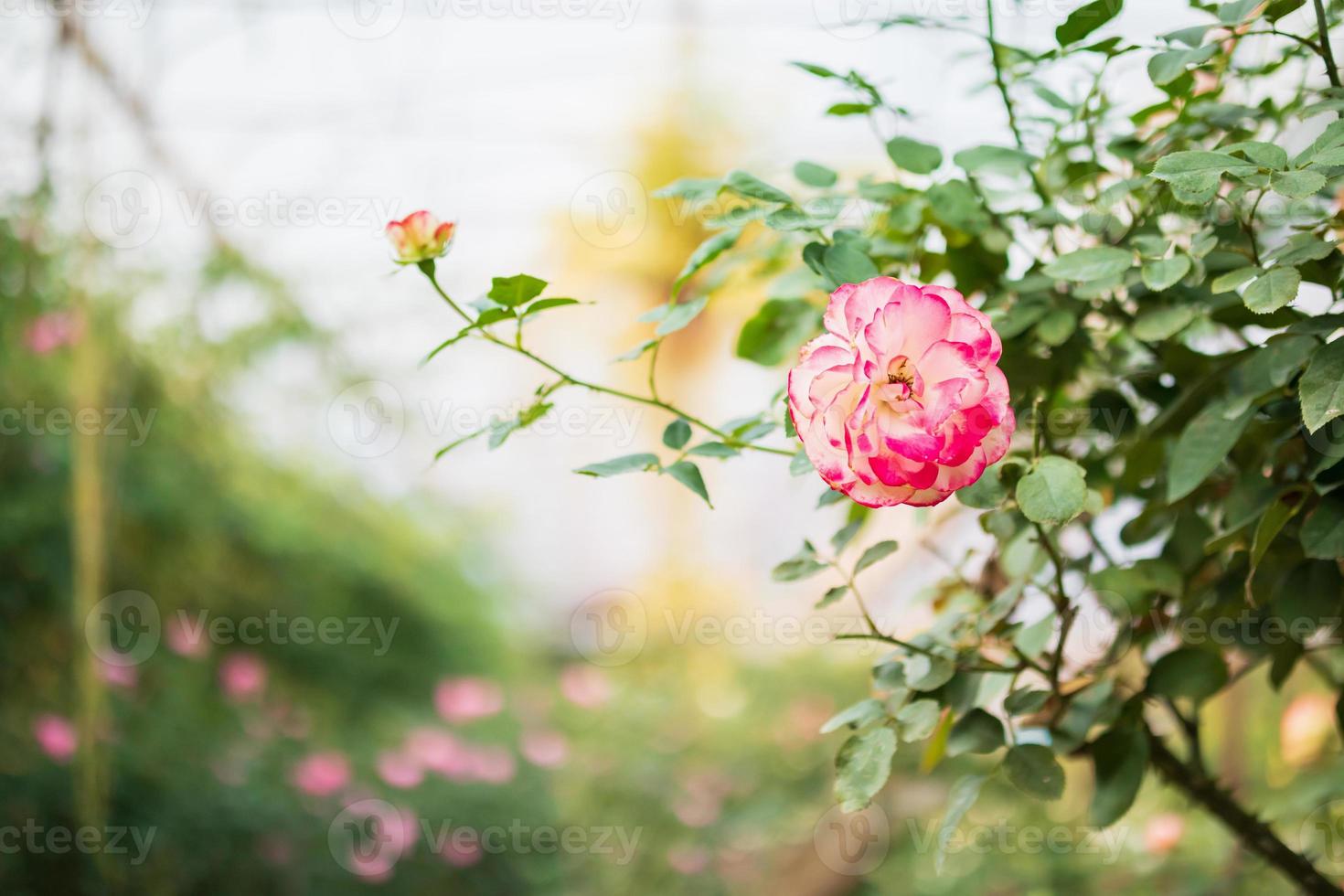 skön färgrik rosa ro blomma i de trädgård foto