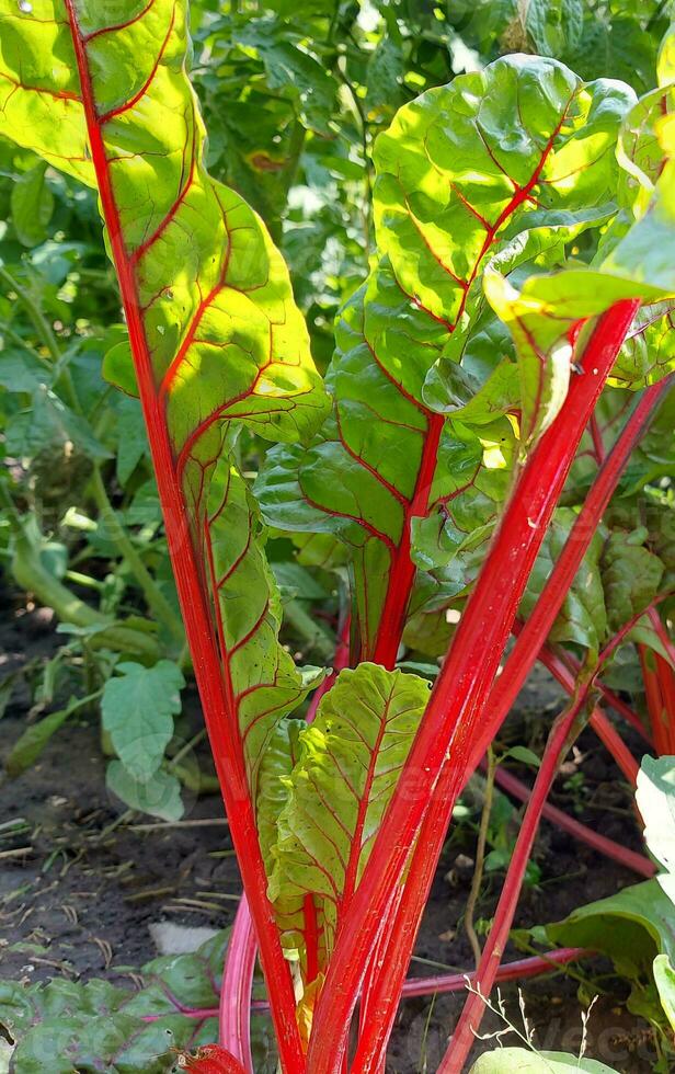 mangold sallad växa i de vegetabiliska trädgård. färgrik löv. växande grönsaker. foto