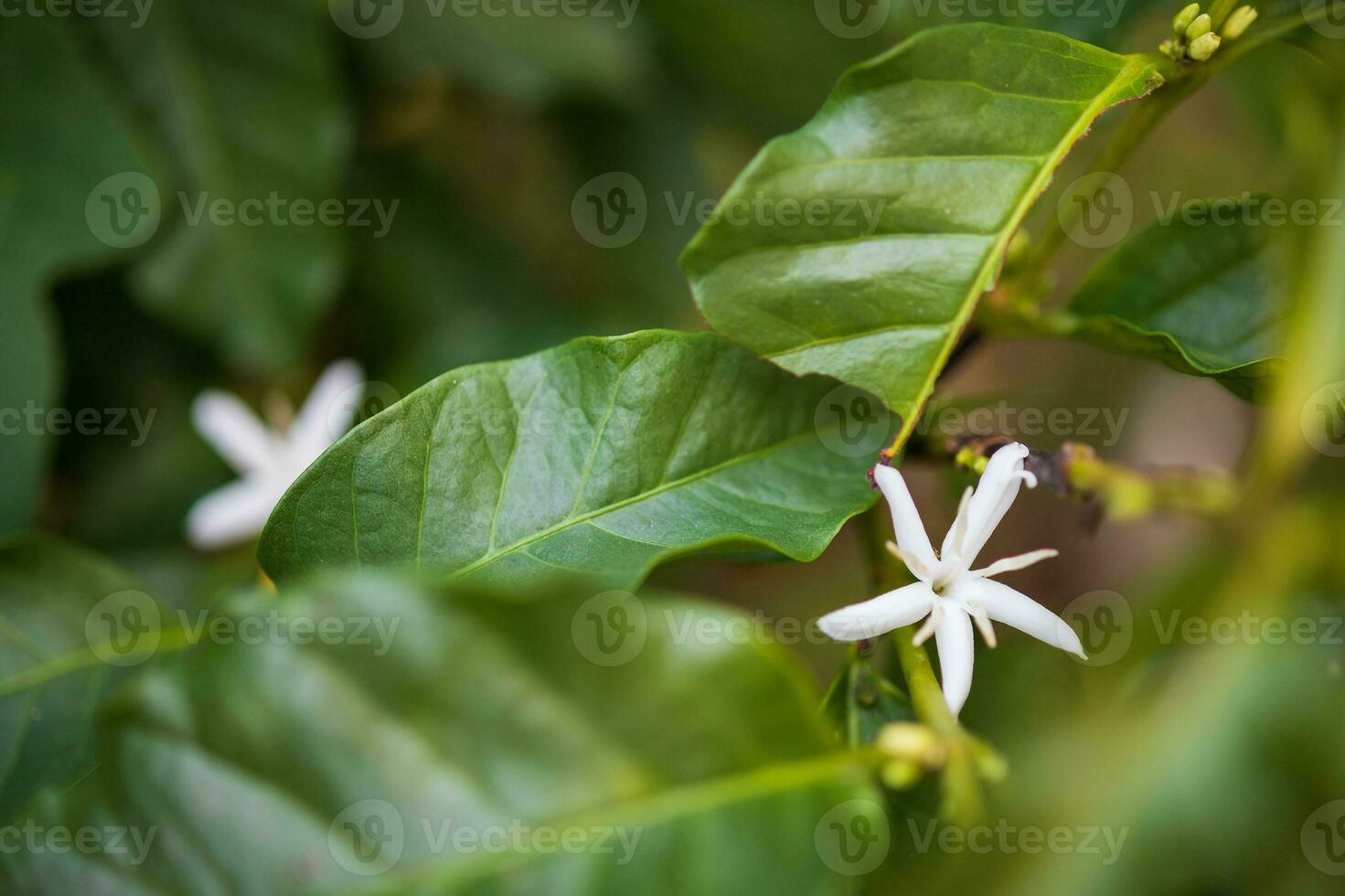 vit blomma i kaffe träd stänga upp foto