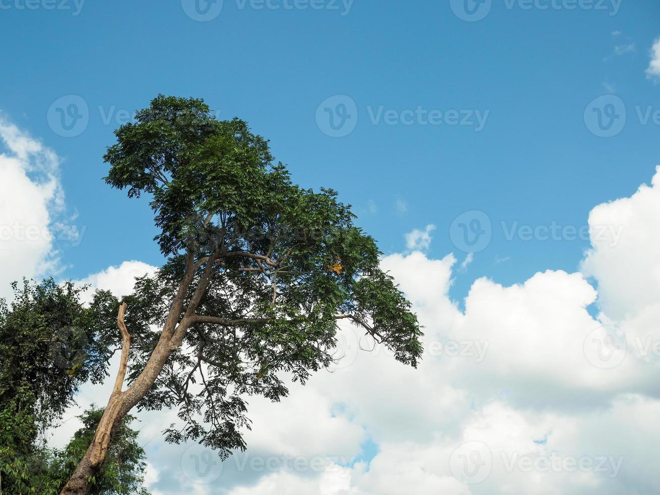 grön träd på moln och himmel bakgrund foto