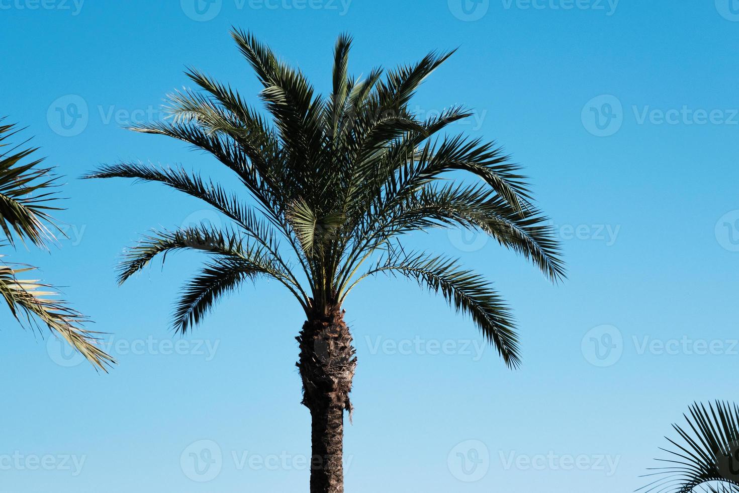 tropisk handflatan träd på de sommar strand i de vind mot de blå himmel, exotisk palmer träd, bakgrund, kokos träd växt i de sommar på de ö, tropisk handflatorna. foto