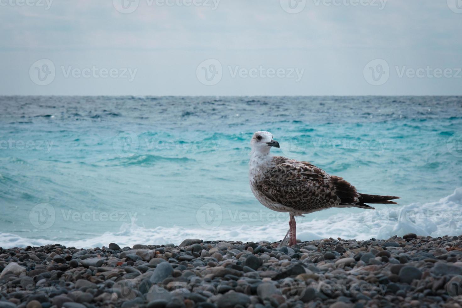 hav mås fågel i profil på en kust mot blå vatten på de vind, silver- fiskmås Framställ på en stenar på de strand, hav fauna bakgrund, fågel av byte på en Strand. foto