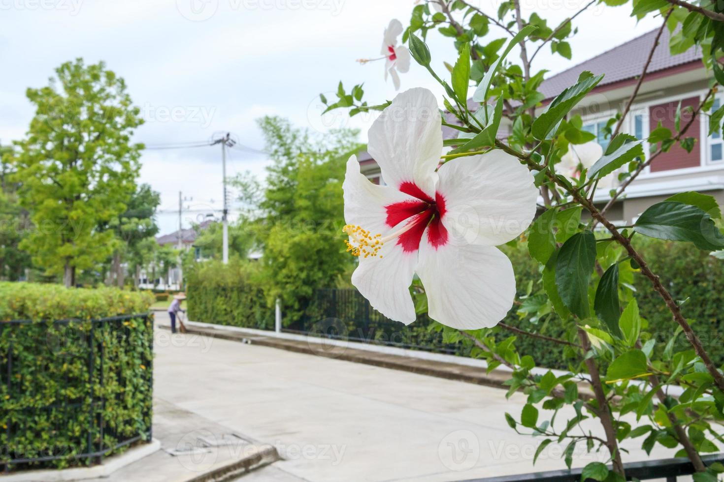 vit hibiskus blomma stänga upp foto