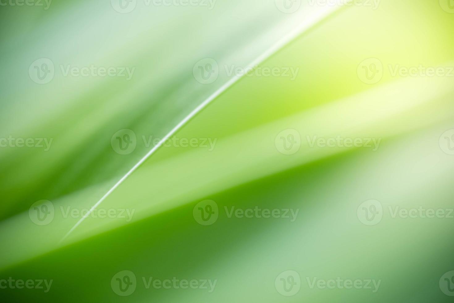 abstrakt bakgrund natur av grön blad på suddig grönska bakgrund i trädgård. naturlig grön löv växter Begagnade som vår bakgrund omslag sida grönska miljö ekologi kalk grön tapet foto