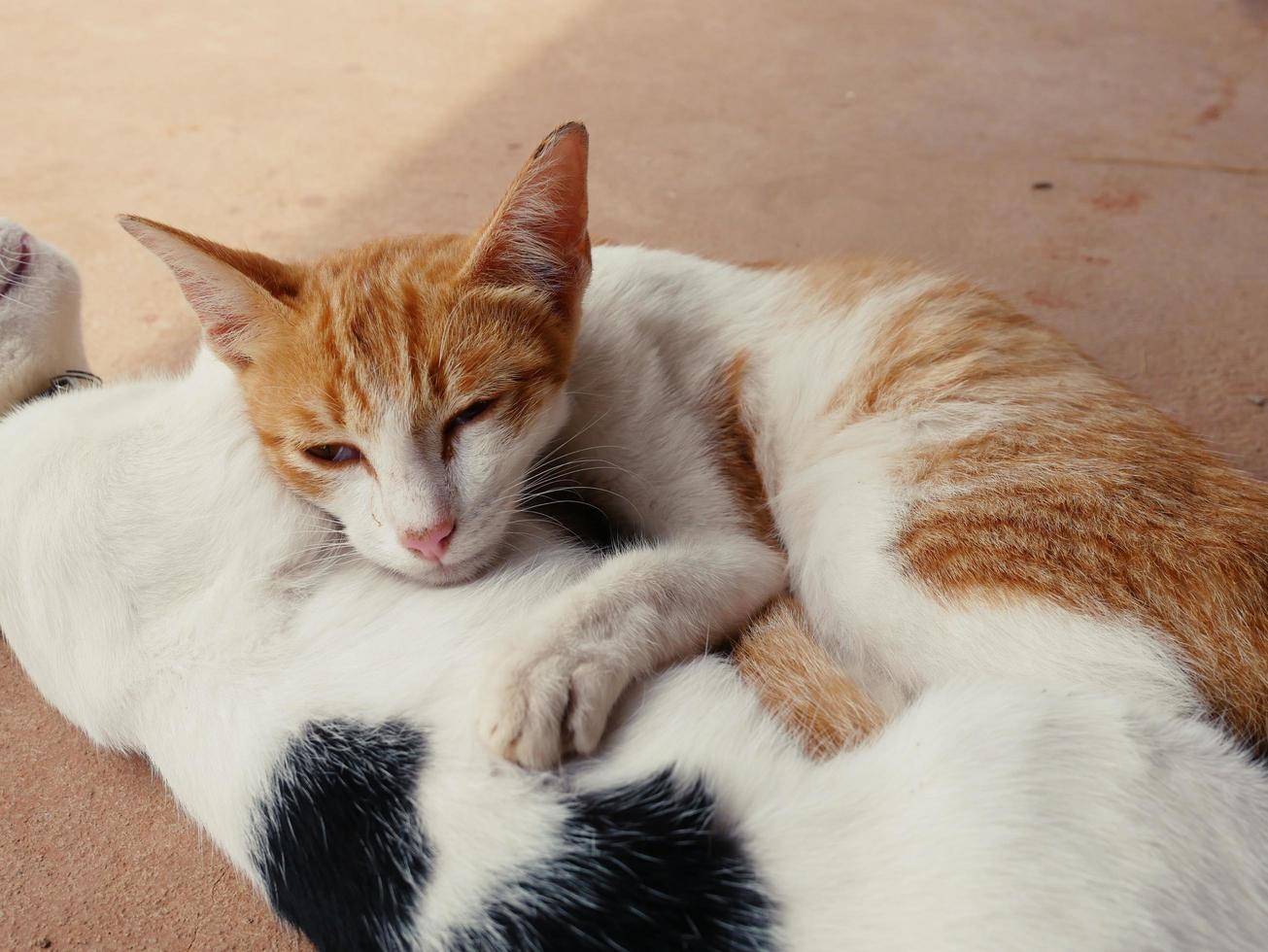 söt katter kram visar värme, intimitet, förtroende, gladlynthet. foto