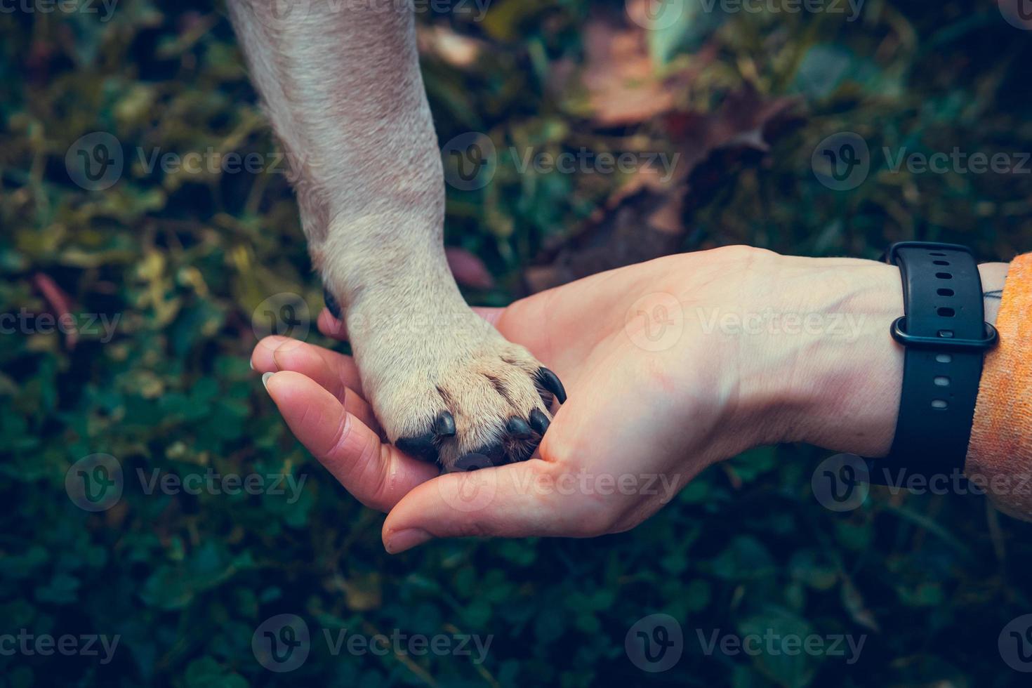 kvinna hand innehav hundar Tass, stänga upp. franska bulldogg valp och ägare foto