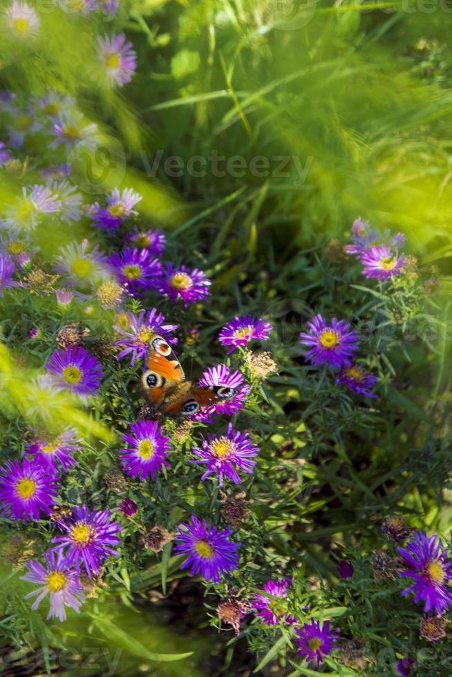monark fjäril i lila asters foto