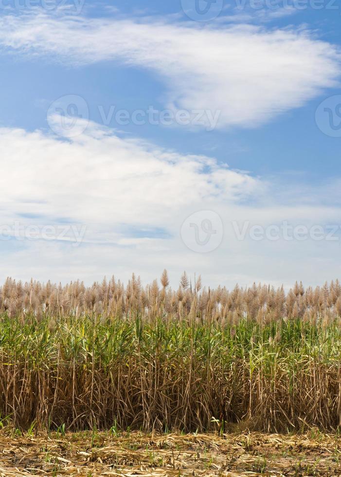 socker sockerrör fält foto