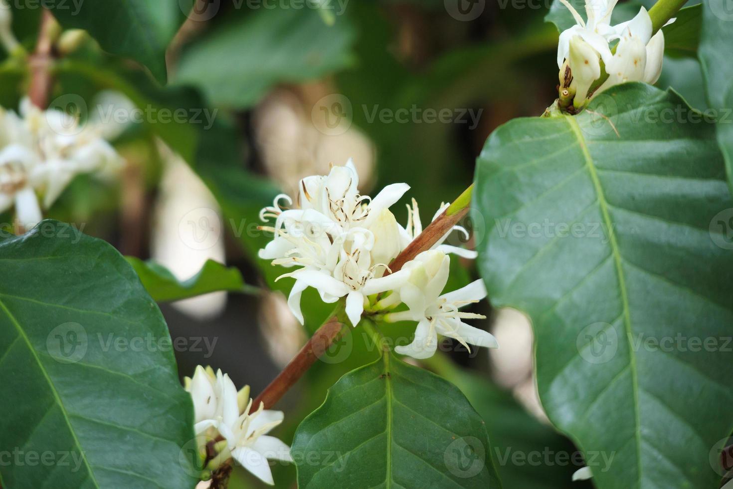 vit kaffe blommor i grön löv träd plantage stänga upp foto