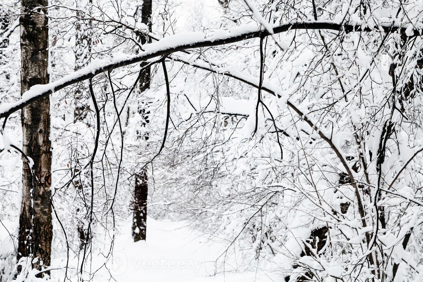 snötäckta trän i vinter- skog foto