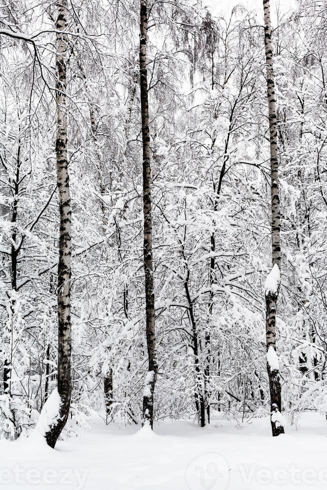 björkar i snöig skog i mulen vinter- dag foto